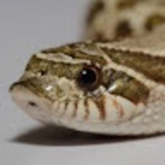 Meet your Posher, Jay - Picture 1 of 1